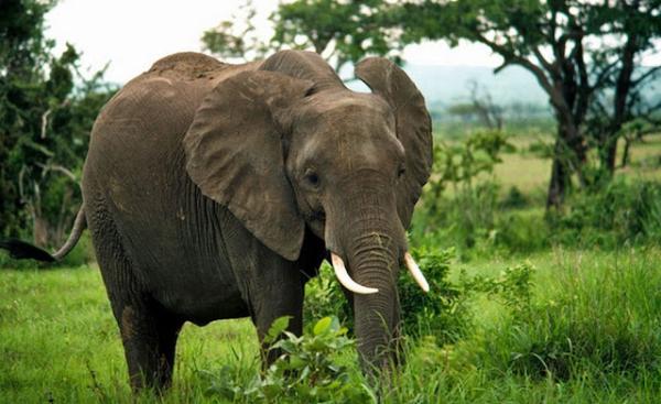 Wananchi wanavyoathiriwa na tembo Melela, Morogoro